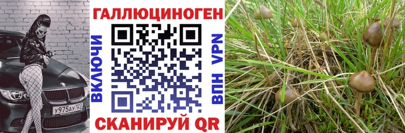 Псилоцибиновые грибы прущие грибы  Нефтекумск 
